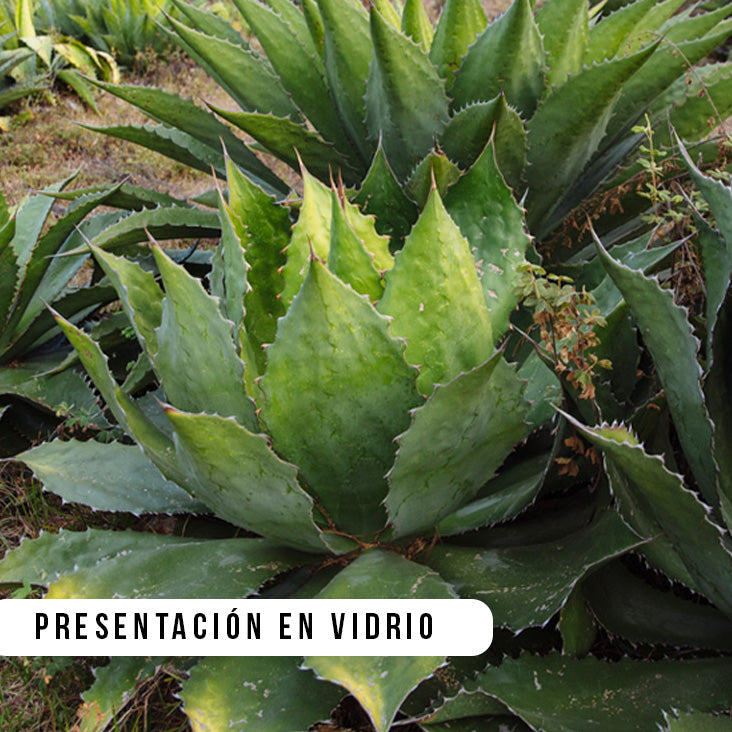 Cupreata Original de Etúcuaro Presentación en Vidrio