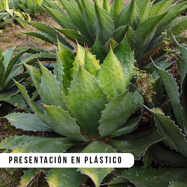 Cupreata Original de Etúcuaro Presentación Simple